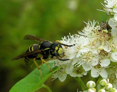 Yellowjacket -- and pair of Phymata sp. (upper right)