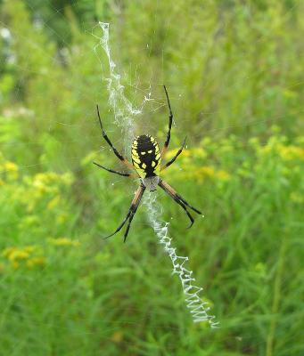 Argiope aurantia spider on web