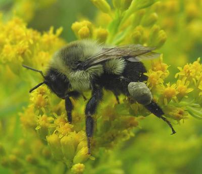 Bumblebee collecting pollen from goldenrod -- not yet IDd.