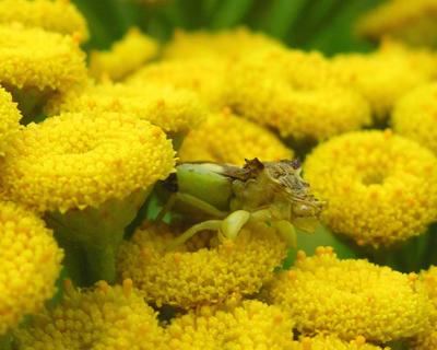 Ambush Bug -- female -- probably Phymata erosa -- on tansy flowers