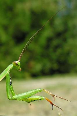 Praying mantis -- Mantis religiosa - head close-up