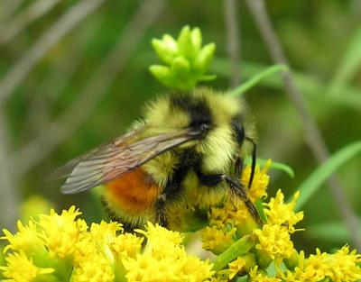 red-tailed bee  -- not ID'd yet