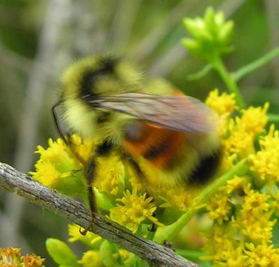 red-tailed bee  --  not ID'd yet