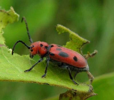 Eastern Milkweed Longhorn beetle -- Tetraopes tetraophthalmus - 1