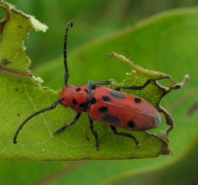Eastern Milkweed Longhorn beetle -- Tetraopes tetraophthalmus - 2