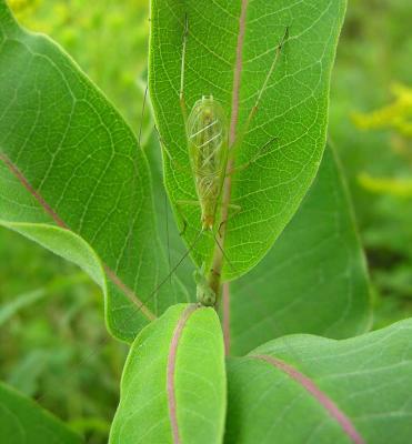 Tree Cricket on milkweed leaf - 1