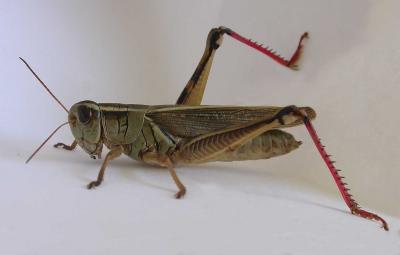 Red-legged Grasshopper -- Melanoplus femurrubrum ? - body - view 1