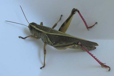 Two-striped - Melanoplus bivittatus - female