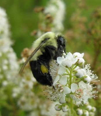 bumblebee on Meadowsweet -- not ID'd yet - view 1