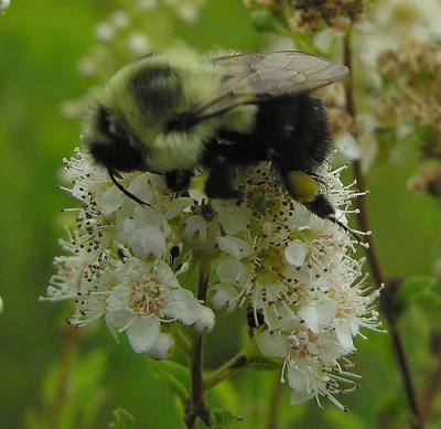 bumblebee on Meadowsweet -- not ID'd yet - view 2