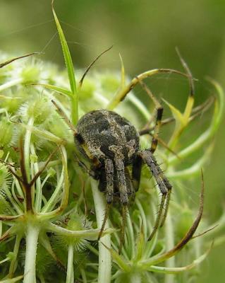orb weaver in the genus Neoscona - on Queen Anne's Lace