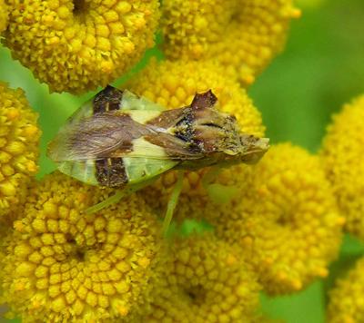 Ambush Bug -- female -- probablyPhymata erosa -- on tansy flowers - view 2