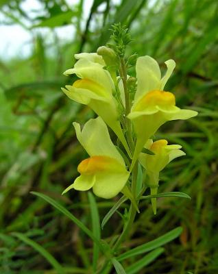 Butter-and-Eggs -- Linaria vulgaris