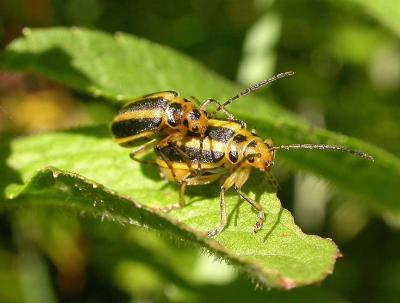 Goldenrod beetles - Trirhabda sp.