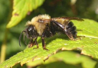 bumblebee on raspberry leaf - not ID'd yet