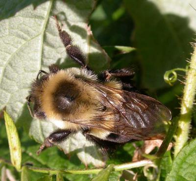 bumblebee on raspberry leaf -- not ID'd yet