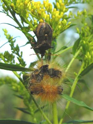 Predatory stinkbug feeding on caterpillar - view 1
