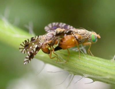 fruit-flies-mating-1.jpg