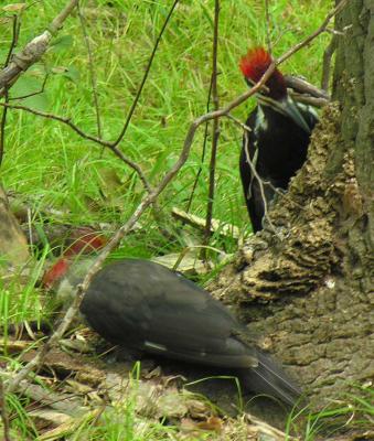 Pileated Woodpeckers -- view 5