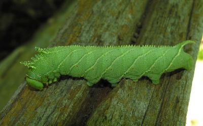 Four-horned-Sphinx (?) caterpillar -- Ceratomia amyntor (?) -- view 1