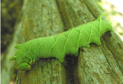 Four-horned-Sphinx caterpillar -- Ceratomia amyntor