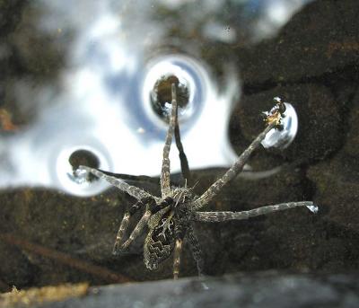 Dolomedes scriptus (?) -- fishing spider