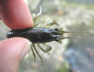 crayfish - close-up 2