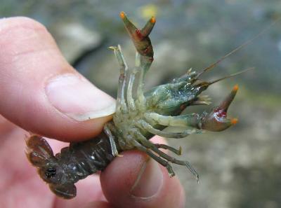 crayfish - close-up 3