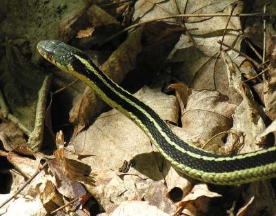 Thamnophis sirtalis sirtalis -- Eastern Garter Snake - view 2