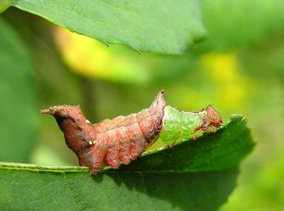Schizura sp. caterpillar - view 1