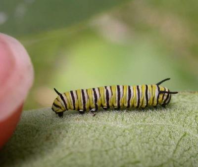 early instar Monarch caterpillar