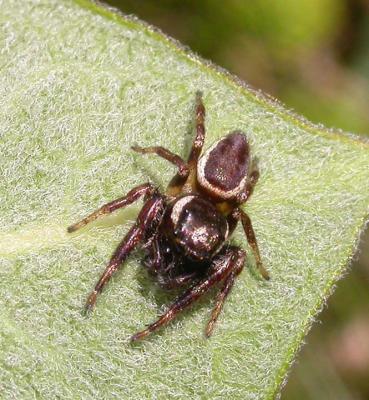 Pelegrina proterva (?)  - Reckless Jumper spider