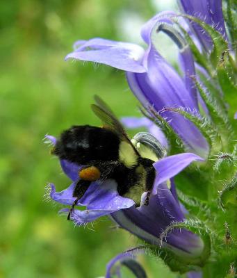 Bumblebee in flower