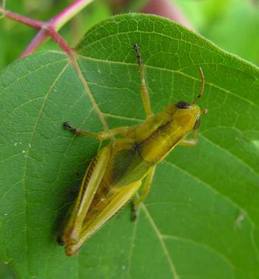 Red-legged Grasshopper(?) - recent molt? -3