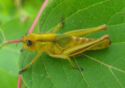 Red-legged Grasshopper(?) - recent molt? -4