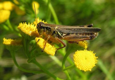 Melanoplus femurrubrum (probable) - male on a tansy flower