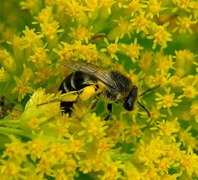 solitary bee - not yet ID'd