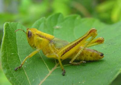 Red-Legged Grasshopper(?) - recent molt?