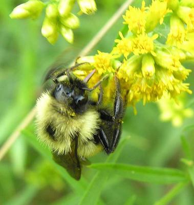 Bumblebee with black wings