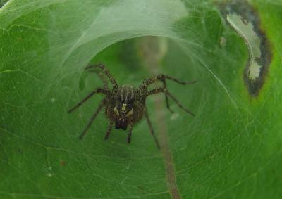 funnel-spider-front-2.jpg