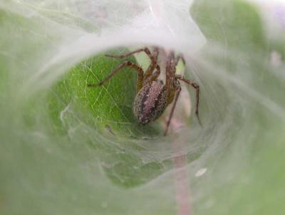 funnel-web-spider-1jpg