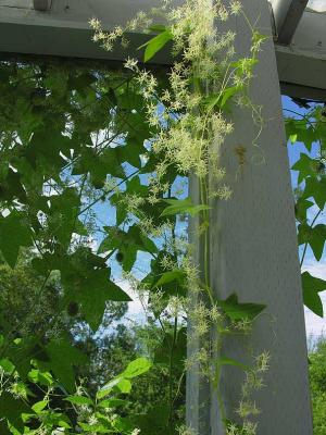 wild cucumber vines on porch
