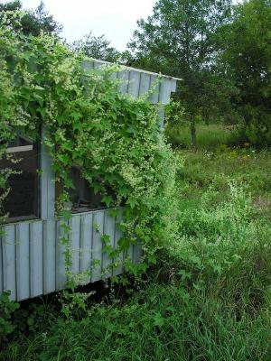 Wild cucumber vines on porch