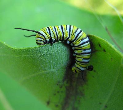 Monarch caterpillar - small