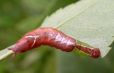 Schizura sp. caterpillar - top view