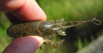 crayfish # 1 -- top view