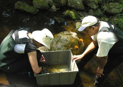 Site 3 --  IDing fish