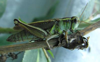 Two-striped Grasshopper -- Melanoplus bivittatus