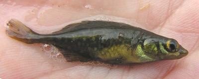 Five-spined Stickleback