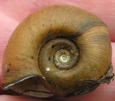 Marsh Rams-horn -- Planorbella trivolvis  -- snail shell